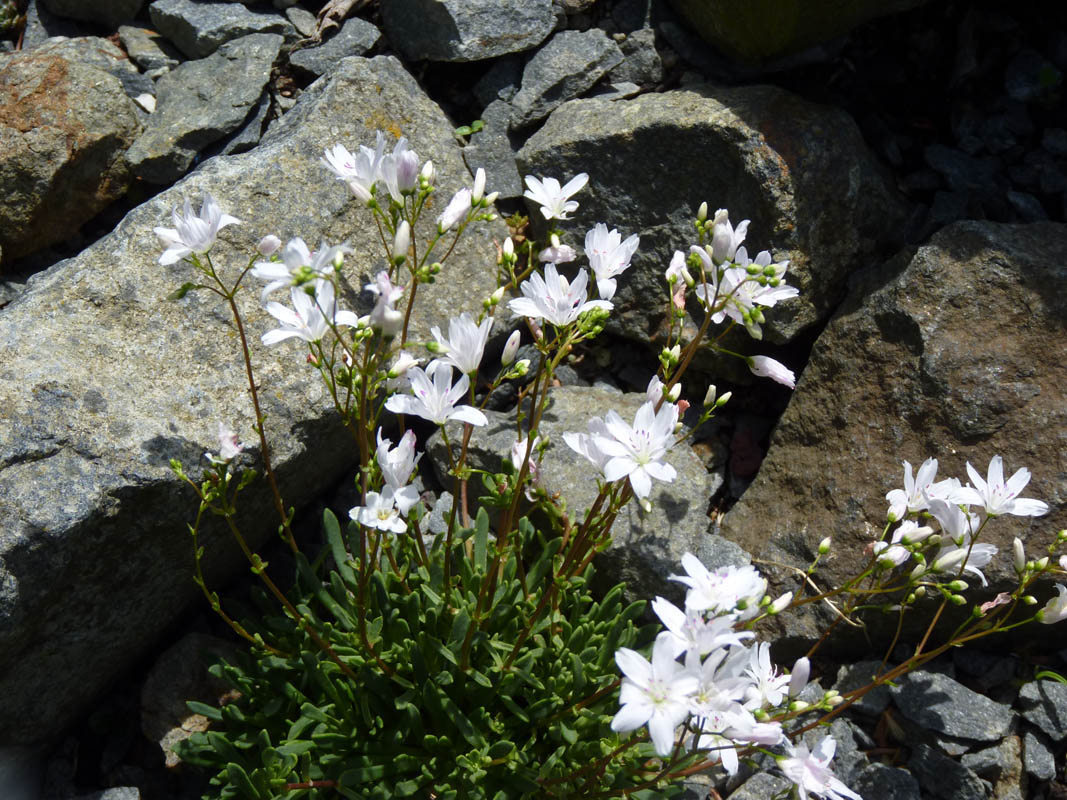 Lewisia columbiana 'Alba' photo